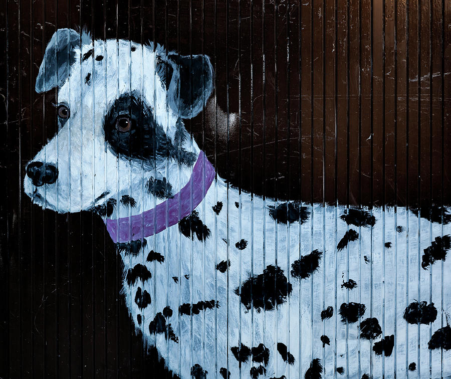 Street Art Portrait of Dalmation  Photograph by Robert Ullmann