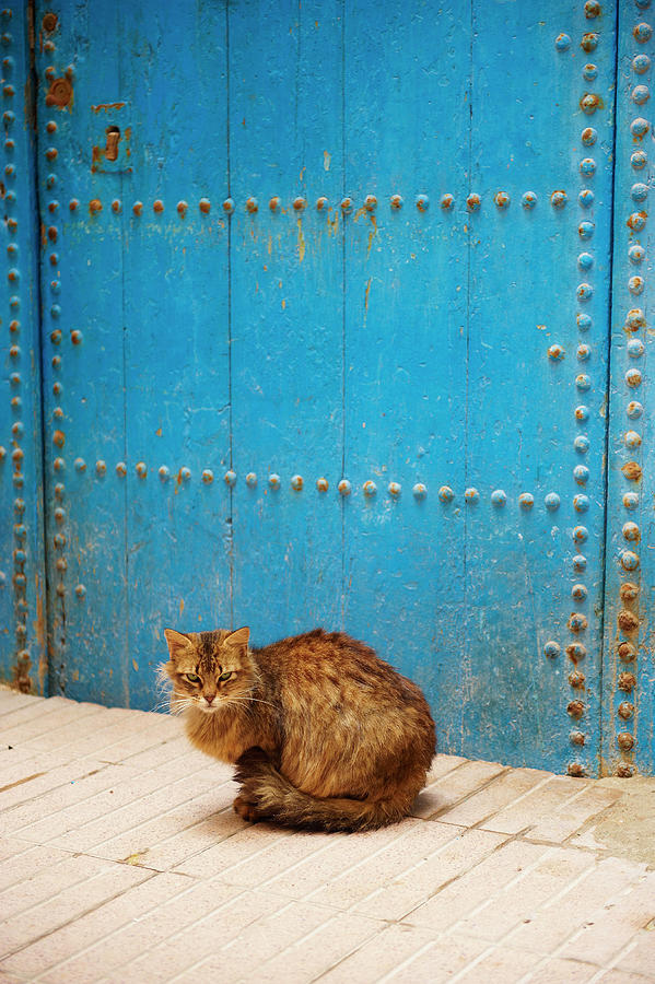 Street Cat, Medina, Essaouira, Morocco Digital Art by Bruno Morandi