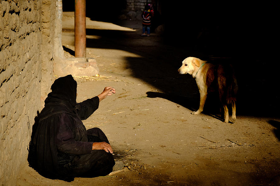 Street Dog Photograph by Ali Khataw