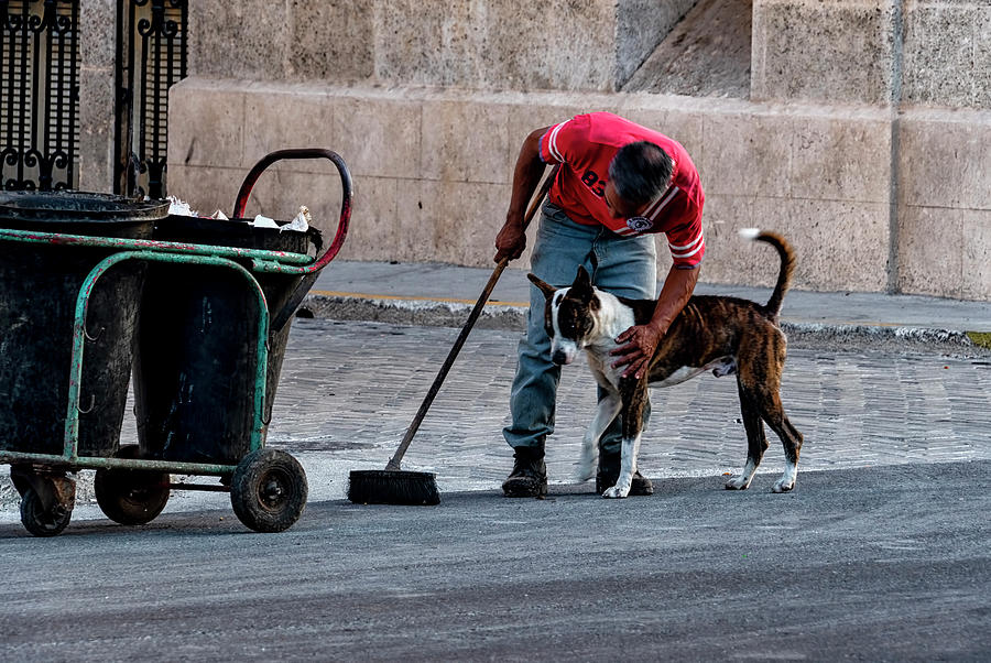 Street Dog And Friend Photograph by Tom Singleton