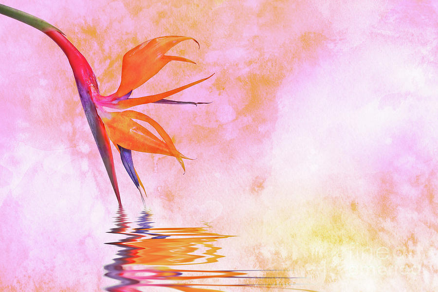 Strelitzia on pink Photograph by Delphimages Photo Creations