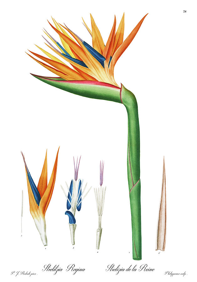 Strelitzia reginae, Strelitzia de la reine, Bird of Paradise flower, Crane flower, Plate 78 Drawing by Orchard Arts