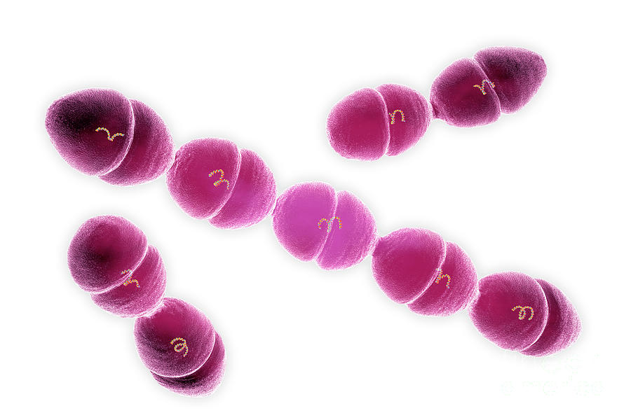 Streptococcus Mutans Photograph by Roger Harris/science Photo Library
