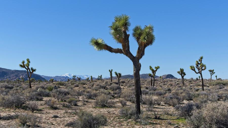 Stretch Your Eyes At Joshua Tree National Park Photograph