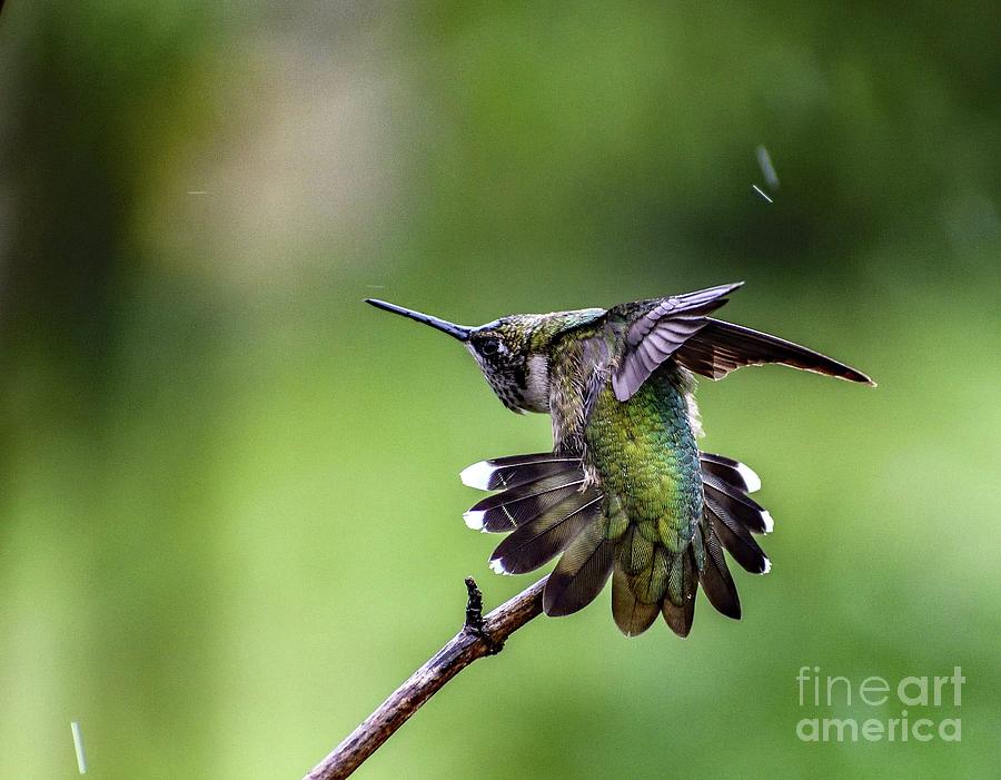 Stretching Male Juvenile Ruby-throated Hummingbird Photograph
