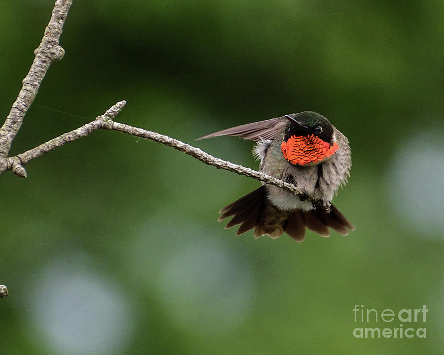 Stretching Male Ruby-throataed Hummingbird by Cindy Treger Stretching Male Ruby-throataed Hummingbird by Cindy Treger