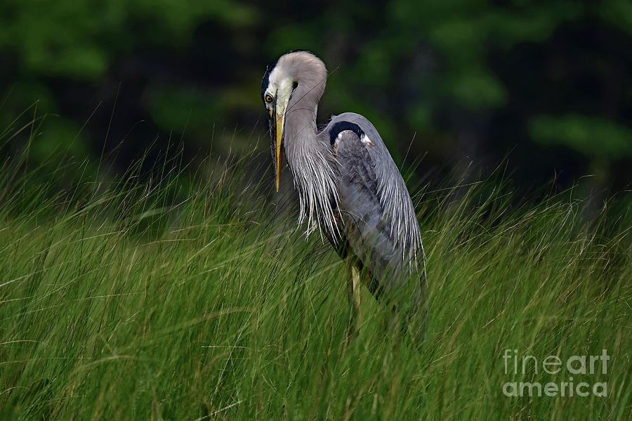Strike a Pose Great Blue Heron by Theresa Kocka Strike a Pose Great Blue Heron by Theresa Kocka