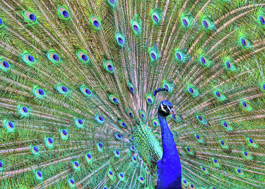 Peacock Photograph - Strike A Pose by JAMART Photography
