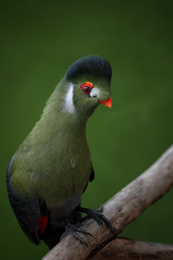 Strike A Pose - White-cheeked Turaco Photograph by Mathilde Guillemot
