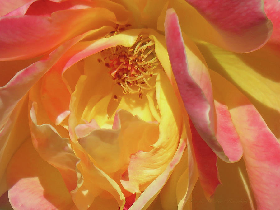 Strike It Rich - Rose Super Macro - Floral Photography - Flower Art Photograph by Brooks Garten Hauschild