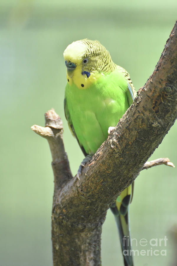 Striking Green and Yellow Budgie Bird in a Tree Photograph by DejaVu ...