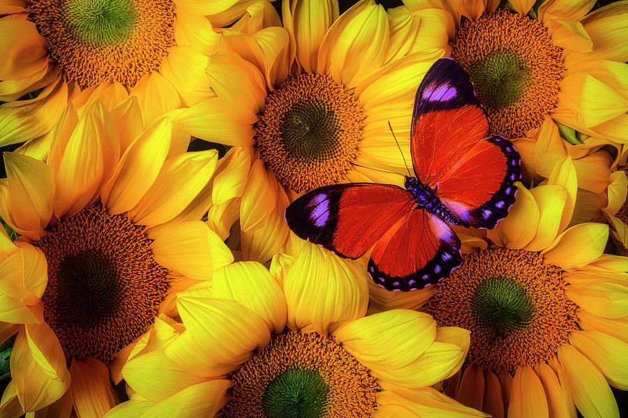 Striking Orange Butterfly On Sunflowers Photograph by Garry Gay