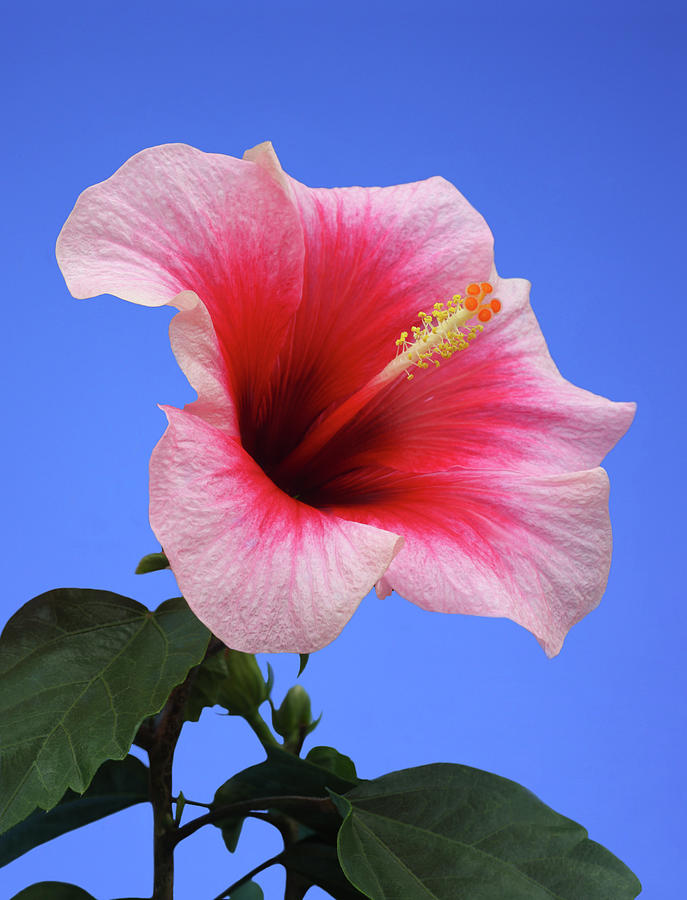 Striking Pink Hibiscus Against A Clear Photograph by Rosemary Calvert