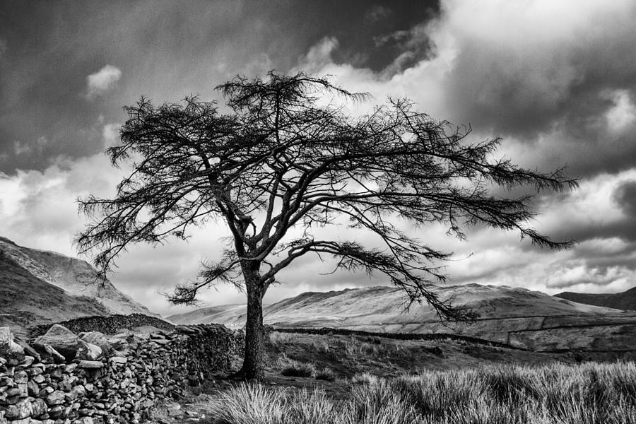 Tree Photograph - Striking Tree Up The Struggle by Jill Eastham