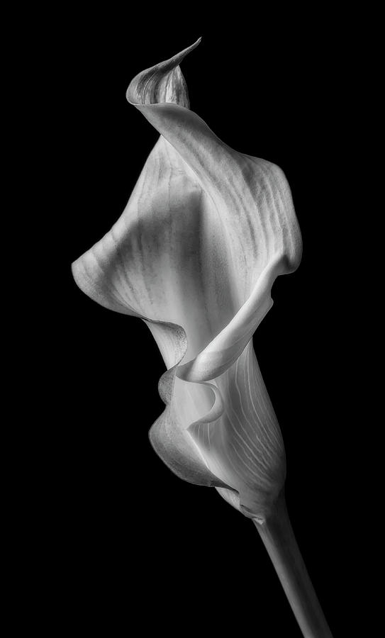Strikingly Beautiful Calla lily In Black And White Photograph by Garry Gay