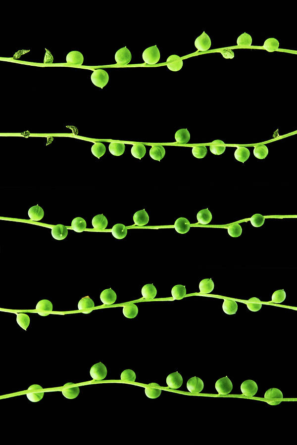String Of Pearls Cactus Photograph by Juj Winn