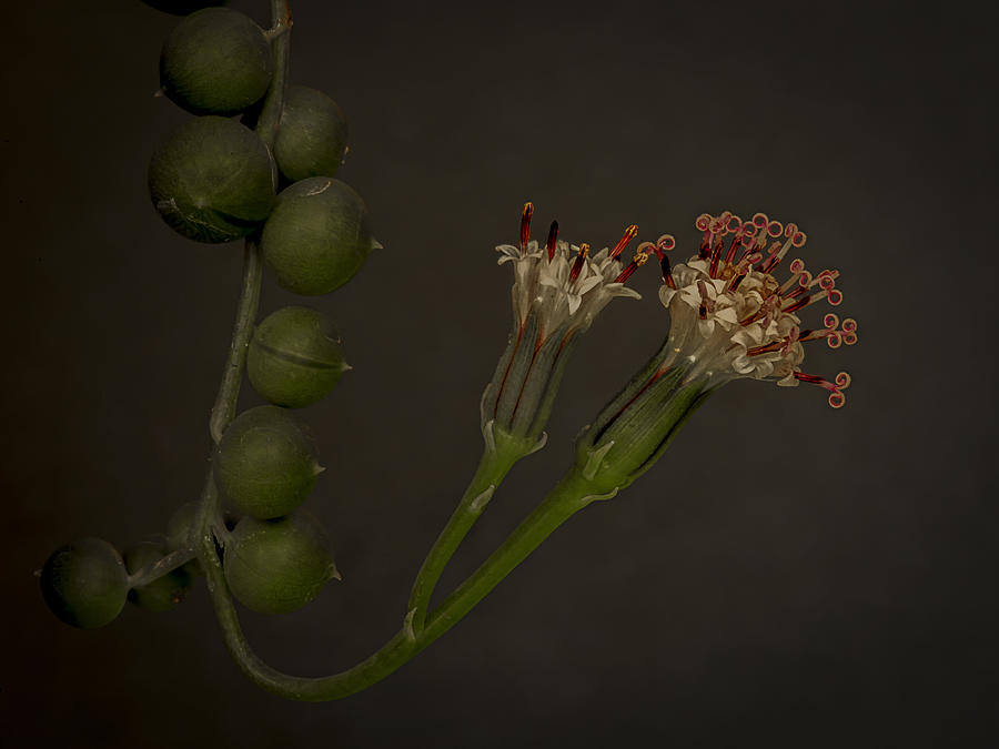 Flower Photograph - String Of Pearls by Lourens Durand