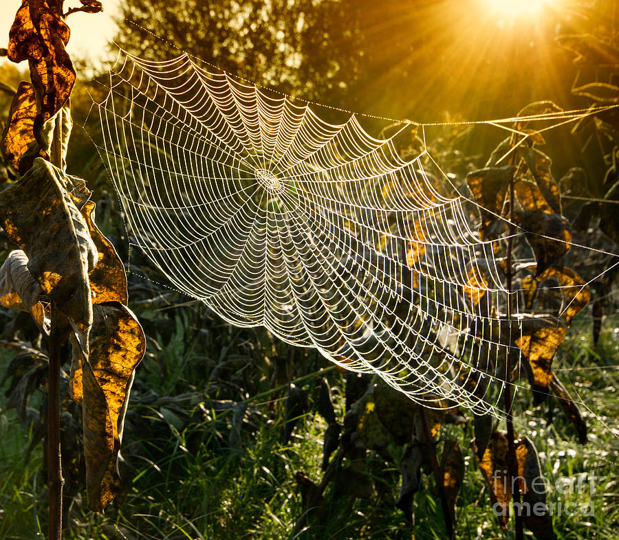 Forest Photograph - Strings Of A Spiders Web In Back Light by Budimir Jevtic Forest Photograph - Strings Of A Spiders Web In Back Light by Budimir Jevtic