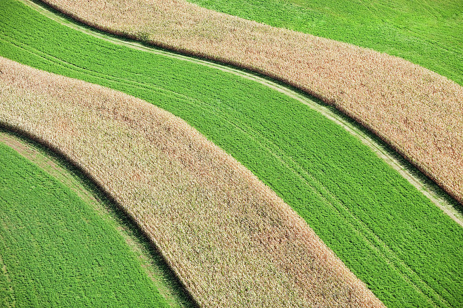 Strip Farming Corn And Hay Aerial View Photograph by Banksphotos