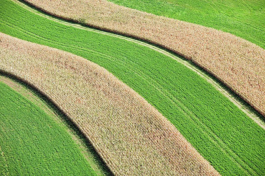 Strip Farming Corn And Hay Aerial View Photograph By Banksphotos