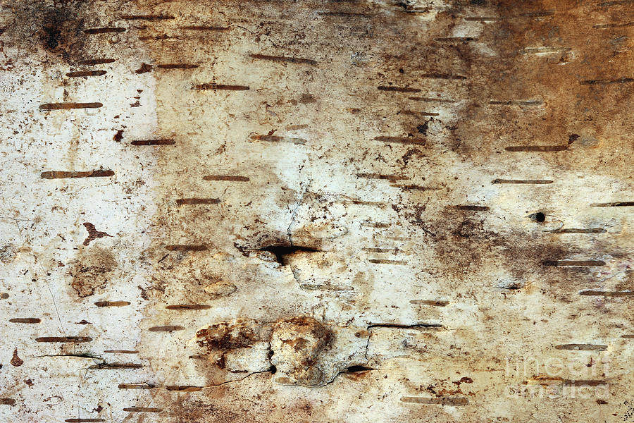 Strip of birch bark Photograph by Michal Boubin