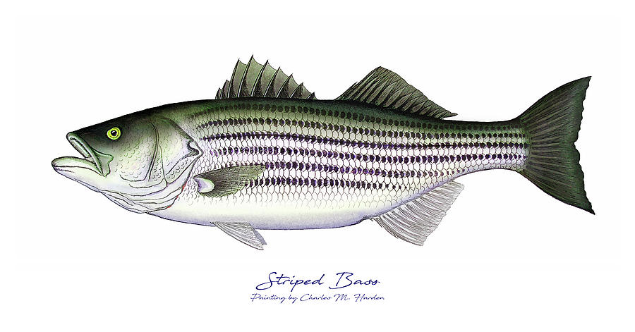 Fish Painting - Striped Bass by Charles Harden