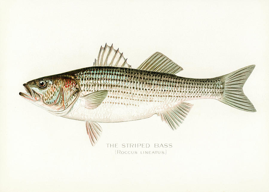 Striped Bass Drawing by David Letts