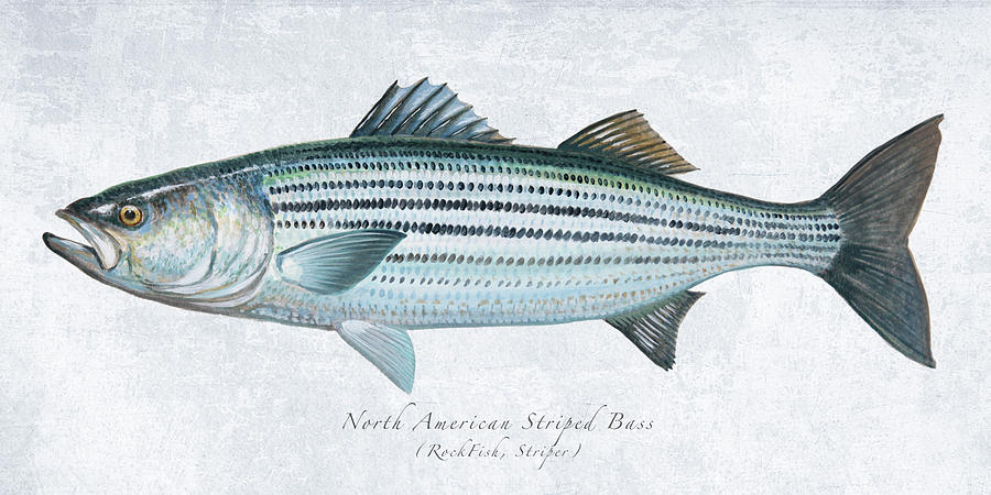 Striped Bass Painting - Striped Bass Portrait by Guy Crittenden