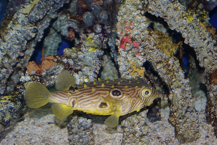 Striped Burrfish Mystic Aquarium Photograph