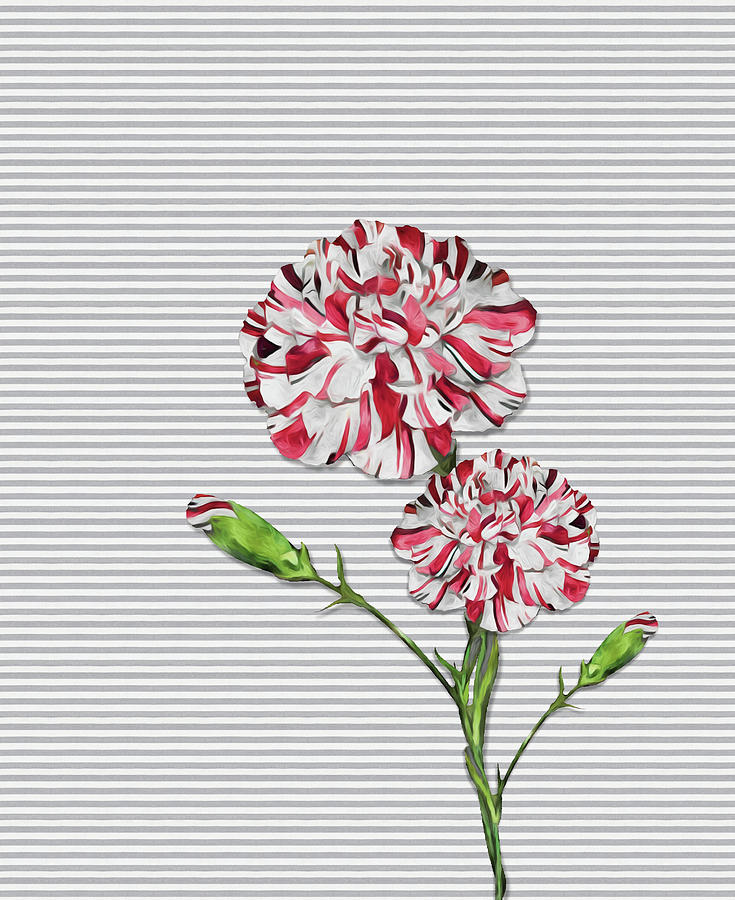 Striped Carnations Digital Art by Doreen Erhardt