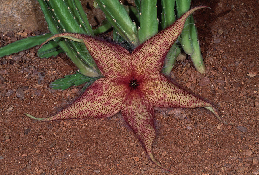 Striped Carrion Flower  Stapelia Sp Photograph by Nhpa