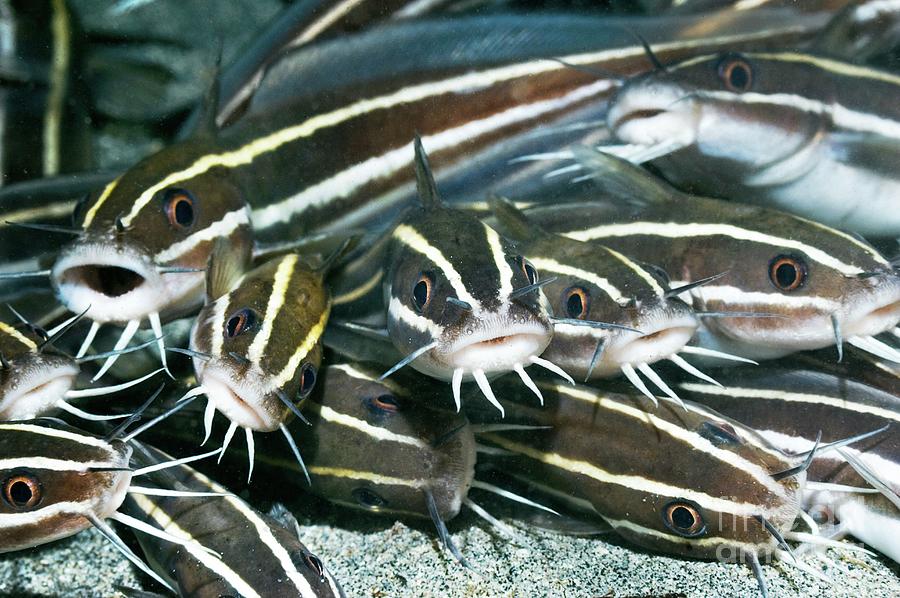 Striped Catfish Photograph by Georgette Douwma/science Photo Library