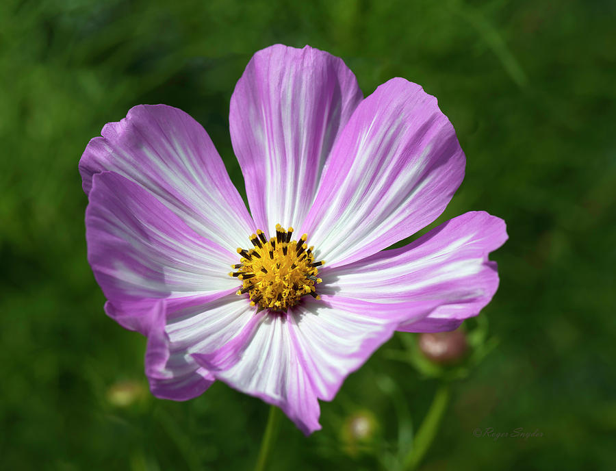 Striped Cosmos 1 Photograph by Roger Snyder