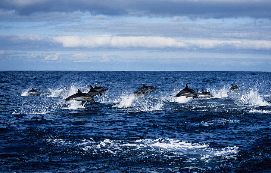 Striped Dolphin,stenella Coeruleoalba Photograph by Gerard Soury Striped Dolphin,stenella Coeruleoalba Photograph by Gerard Soury