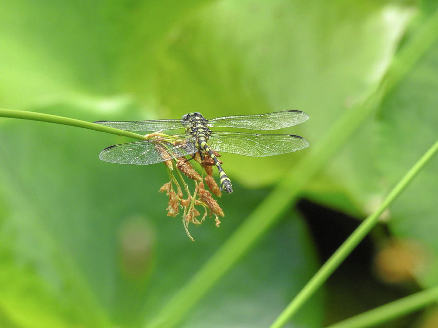 Striped Tigar Dragonfly Photograph by Lisa Crawford Pixels