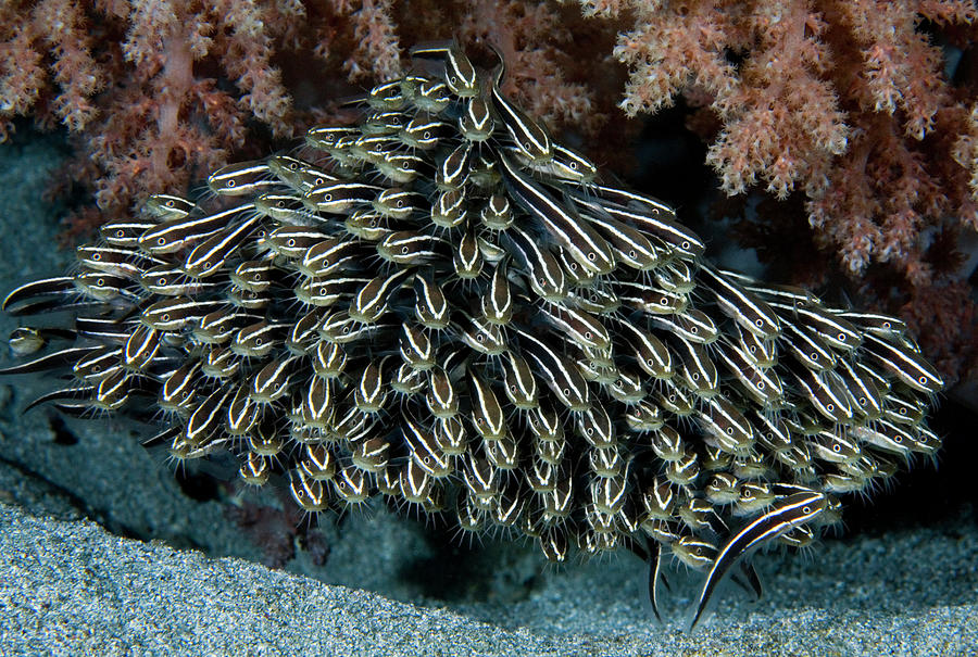 Striped Eel Catfish, Shoal Of Juveniles. Komodo Photograph by David ...