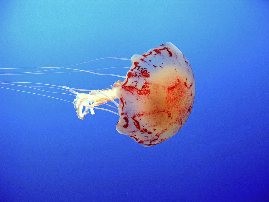 Striped Jellyfish Photograph by Photo Credit John Dreyer