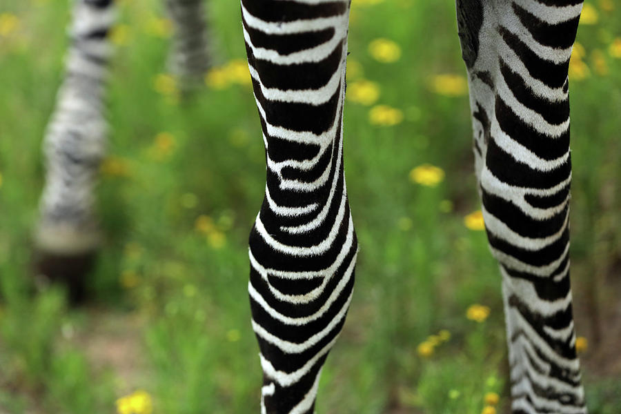 Striped Legs Photograph by Stamp City - Pixels