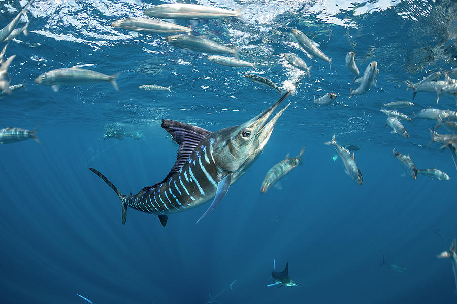 sardine in ocean