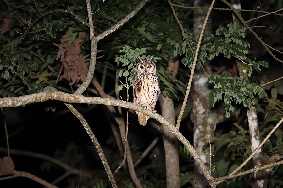Striped Owl Costa Rica Photograph by Marlin and Laura Hum
