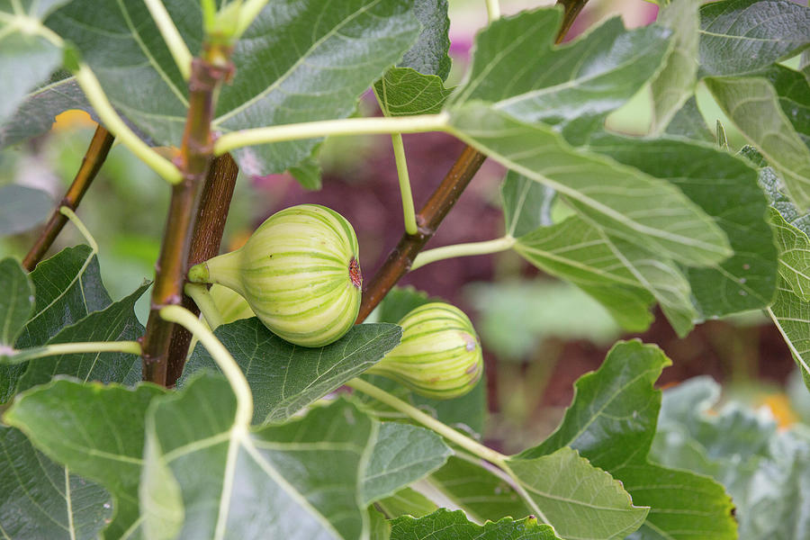 Striped Panache Figs Photograph by Great Stock!