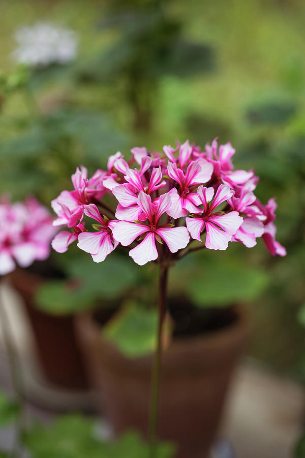 Striped Pink Pelargonium Flower Against Blurred Background Photograph by Cecilia Mller