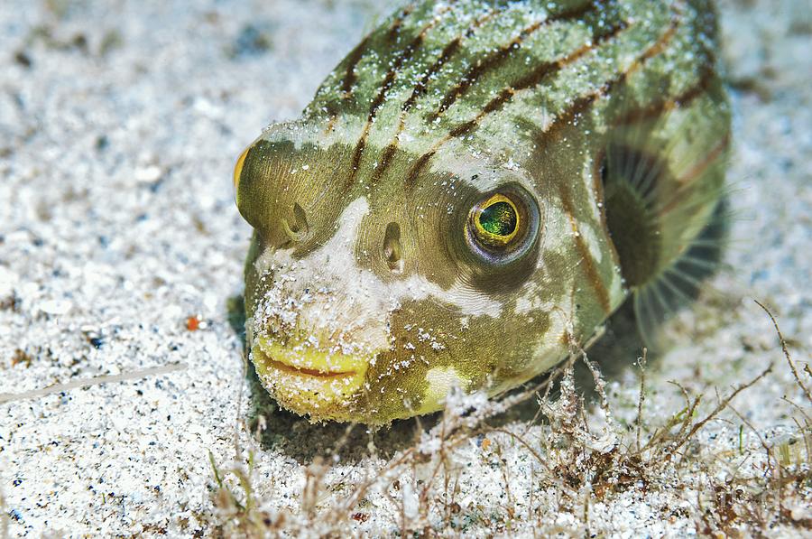 Fish Photograph - Striped Pufferfish by Georgette Douwma/science Photo Library