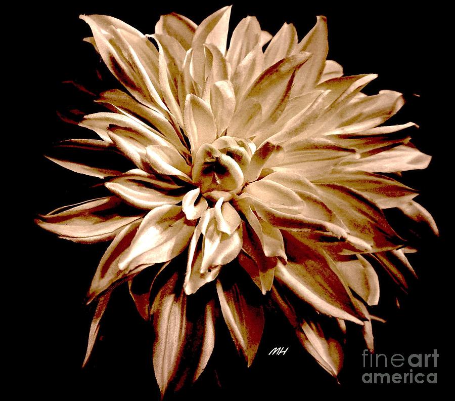 Photo Photograph - Striped Red And Cream Dahlia by Marsha Heiken Photo Photograph - Striped Red And Cream Dahlia by Marsha Heiken