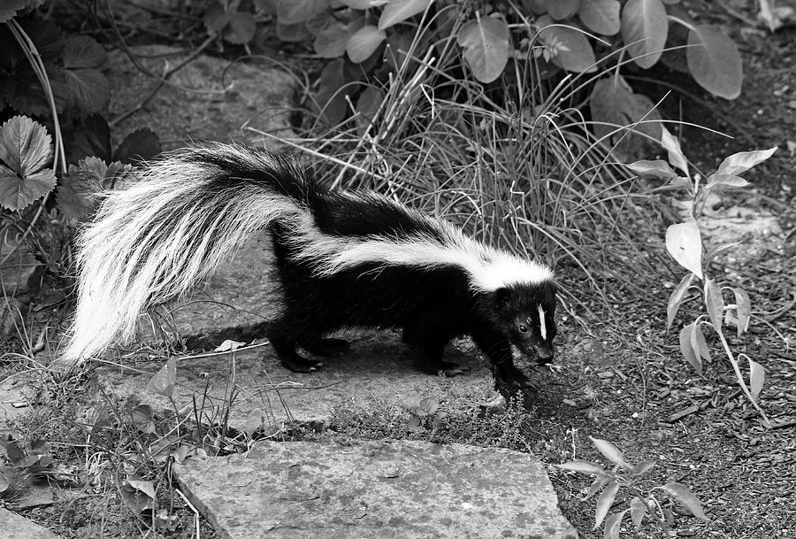 Striped Skunk Black And White Photograph by Debbie Oppermann