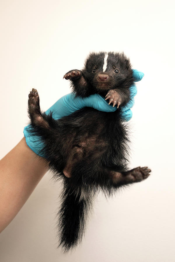 Striped Skunk Kit Aged One Month In Hand Of Carer, Orphaned Photograph ...