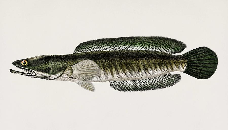 Striped snakehead  Channa striata  illustrated by Charles Dessalines D  Orbigny  1806 1876  2 Painting by Celestial Images