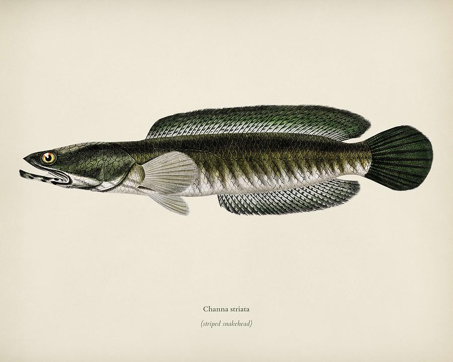 Striped snakehead  Channa striata  illustrated by Charles Dessalines D Orbigny  1806 1876  Painting by Celestial Images
