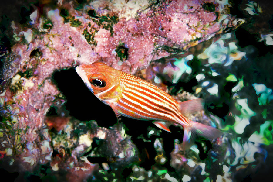 Striped Squirrelfish Photograph by Christina Ford