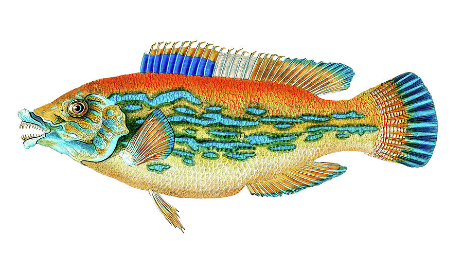 Striped Wrasse  Drawing by David Letts